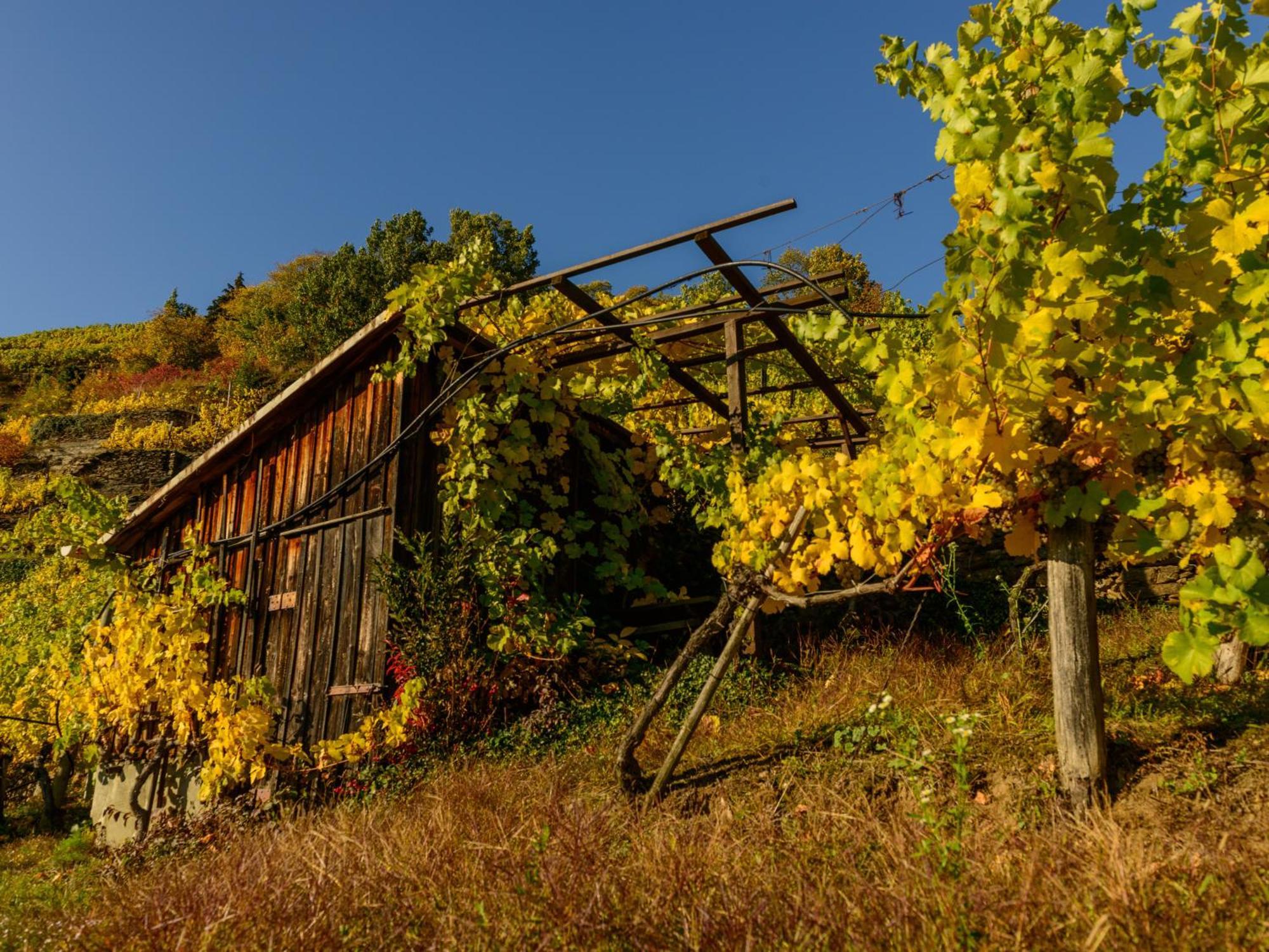 Ferienwohnung Weinbergblick Rohrendorf bei Krems Εξωτερικό φωτογραφία